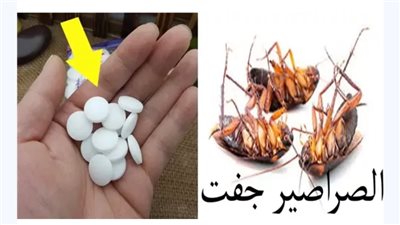 هيهرب من بيتك فورا.. طريقة سحرية لطرد الحشرات والصراصير في ثواني بدون اي مواد كيميائيه هيختفوا فورا بدون رجوع