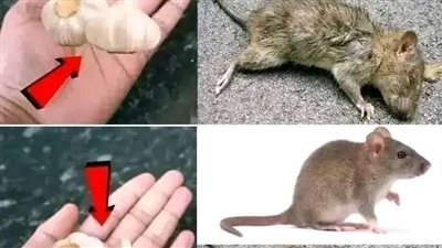 تختفي الفئران والفئران في دقيقة واحدة بدون سم أو فخ