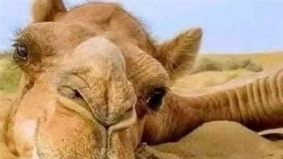 دخل جمل