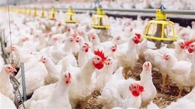 فيروس جديد في الفراخ