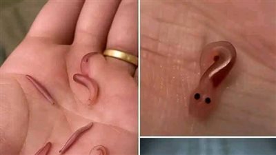 موقع أيام نيوز